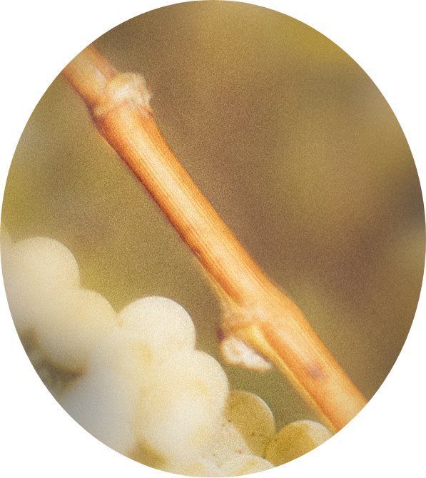 Ekstrakt z kory albicji jedwabistej