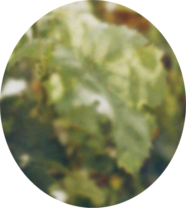 Vine leaf extract