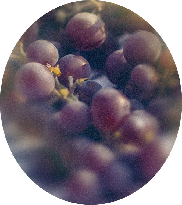 Olej z pestek winogron